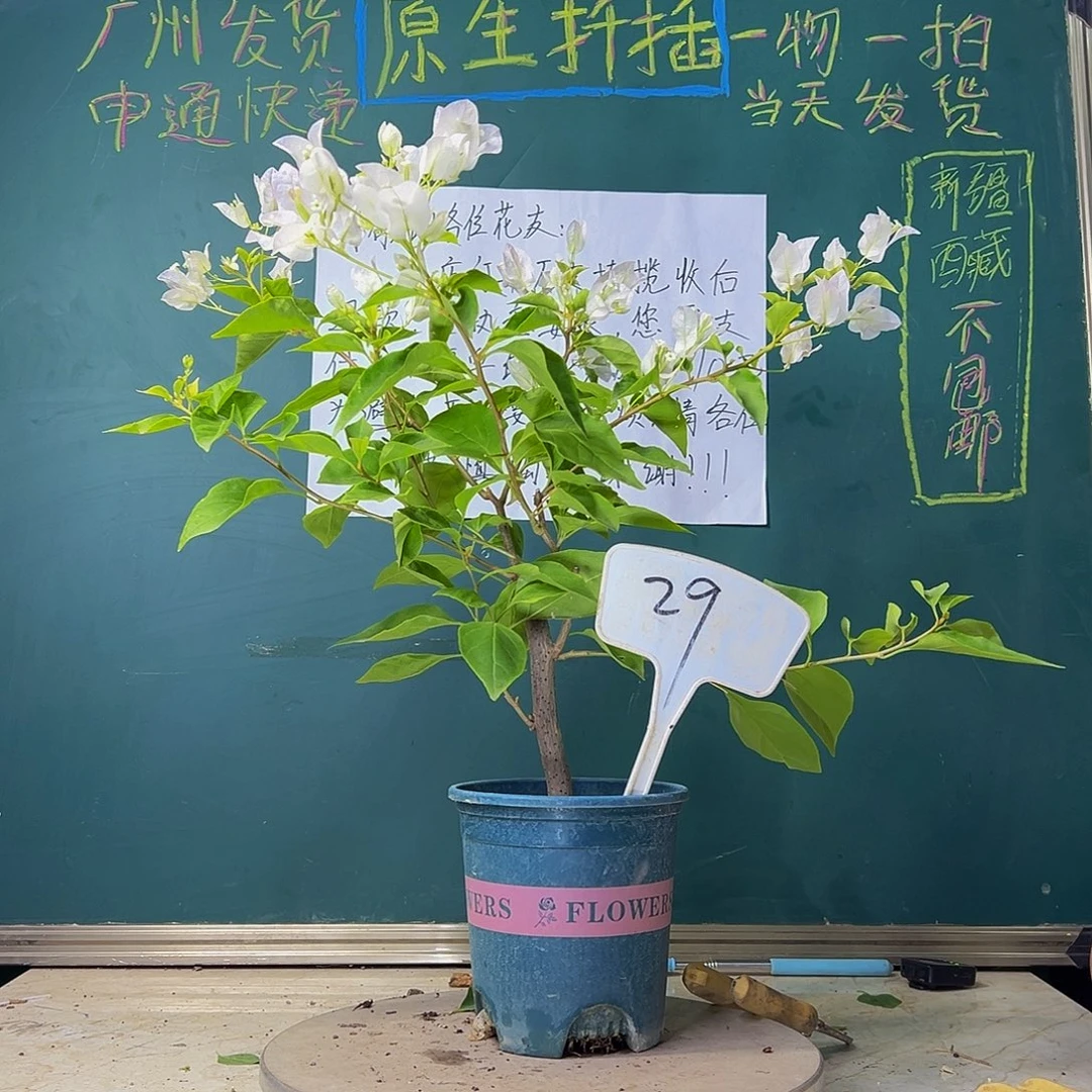 当前无花栽培后可以开花口红 29
