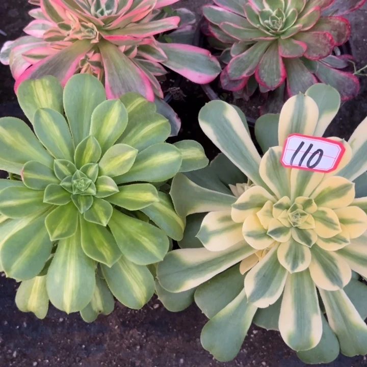 多肉植物110不售后