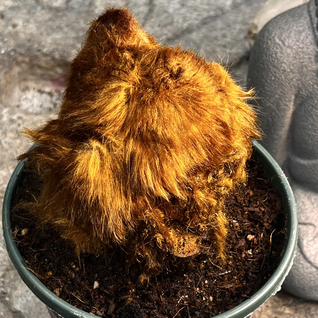 人工金毛狗蕨，来源可溯一树一证，大地金衣，蕨中瑰宝。金毛狗脊