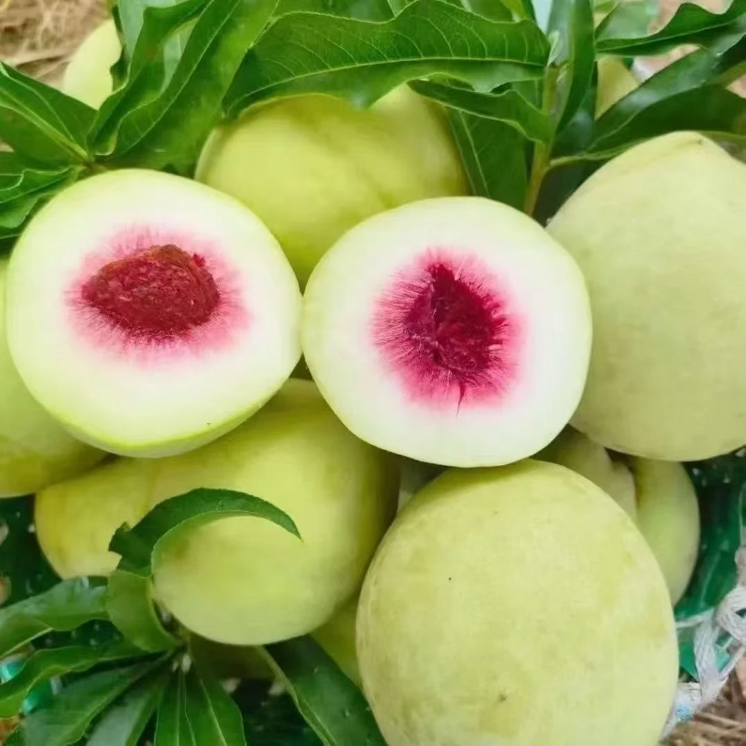 四川果园现摘现发鹰嘴脆蜜桃应季水果皮薄清脆爽口