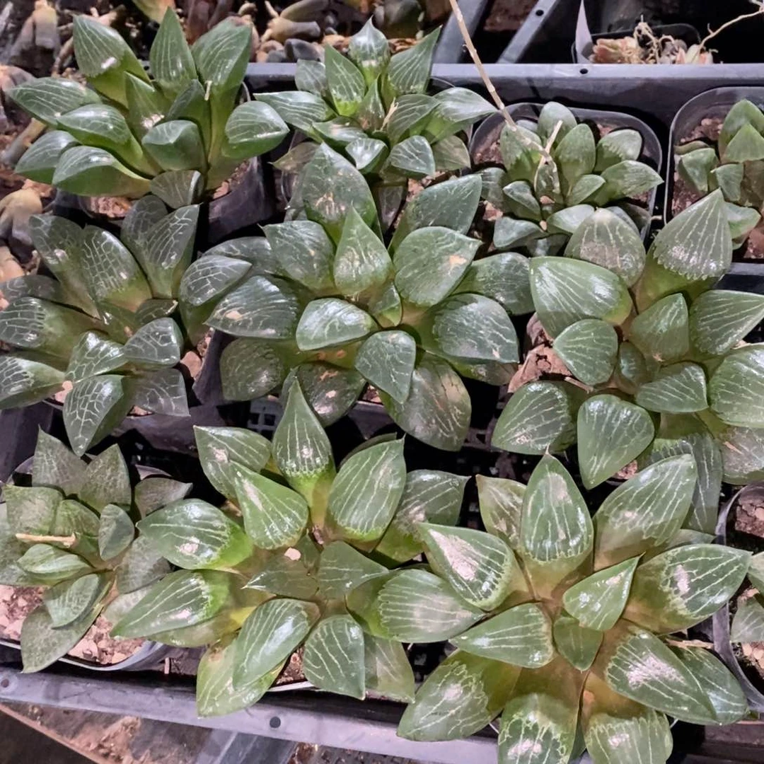 1268 一颗实生大寿。超级618福利。