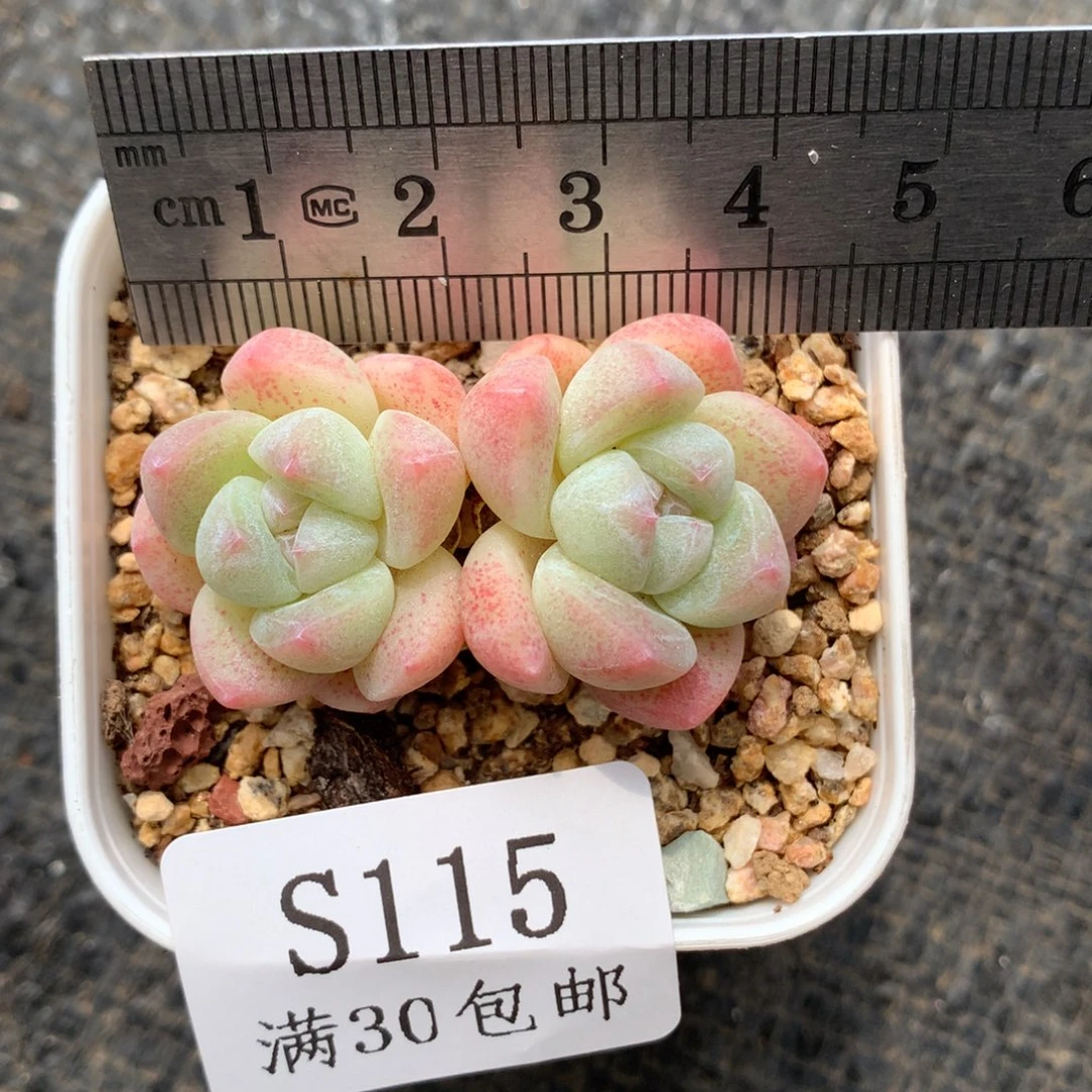 115。小脸白底糖心冰玉。