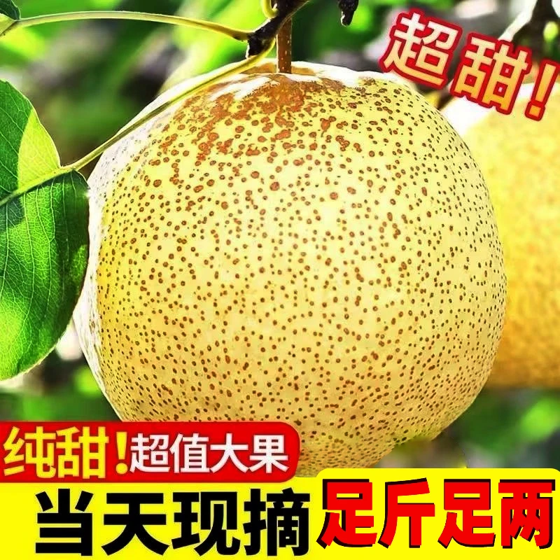 老品种酥梨现摘现发正宗宁陵酥梨新鲜当季水果脆甜多汁