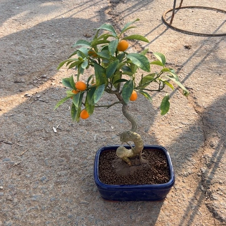 S*e金桔盆景金桔盆景