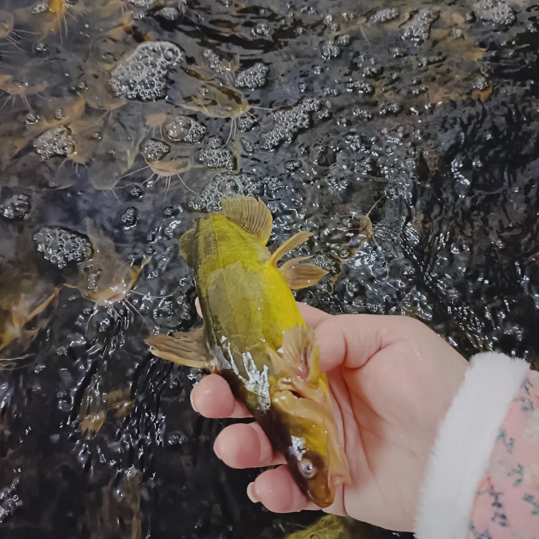 东北冷水嘎牙鱼，3斤，顺丰发货