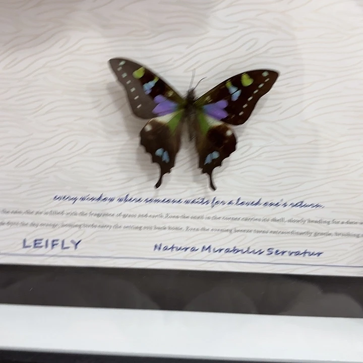 冥****蝴蝶标本定制376@