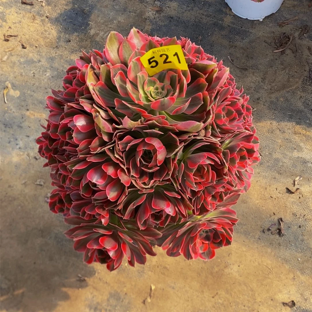 秀**中多肉男神521