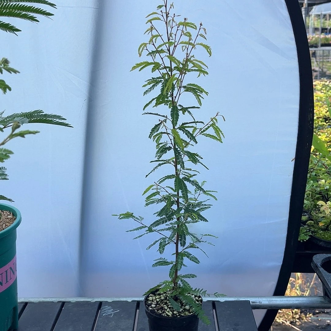 当前无花栽培后可以开花香水合欢小苗直杆