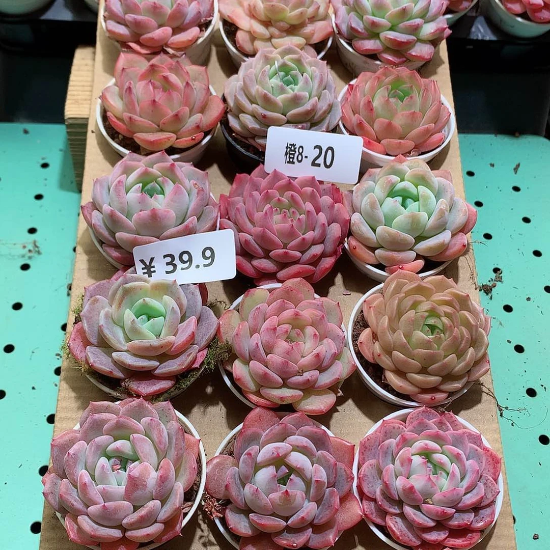 8-20一物一拍带盆18颗