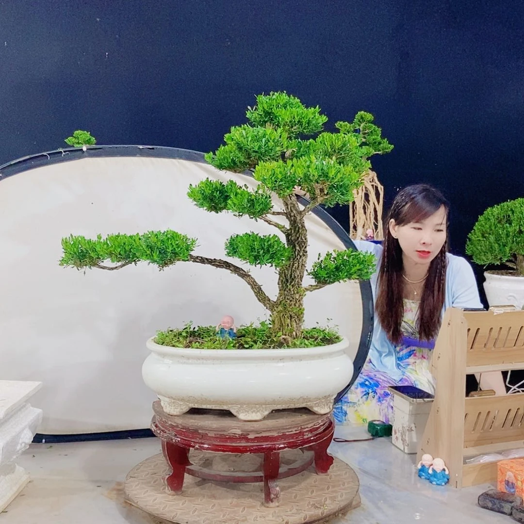 无花朵广东小叶黄杨