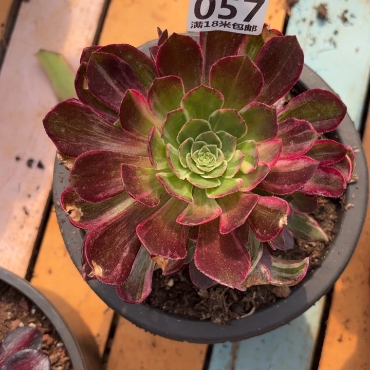 057万花筒掌心多肉法师锦