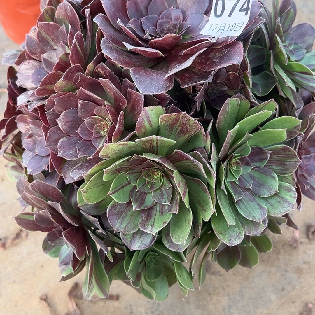 12.18-74花月夜多肉植物