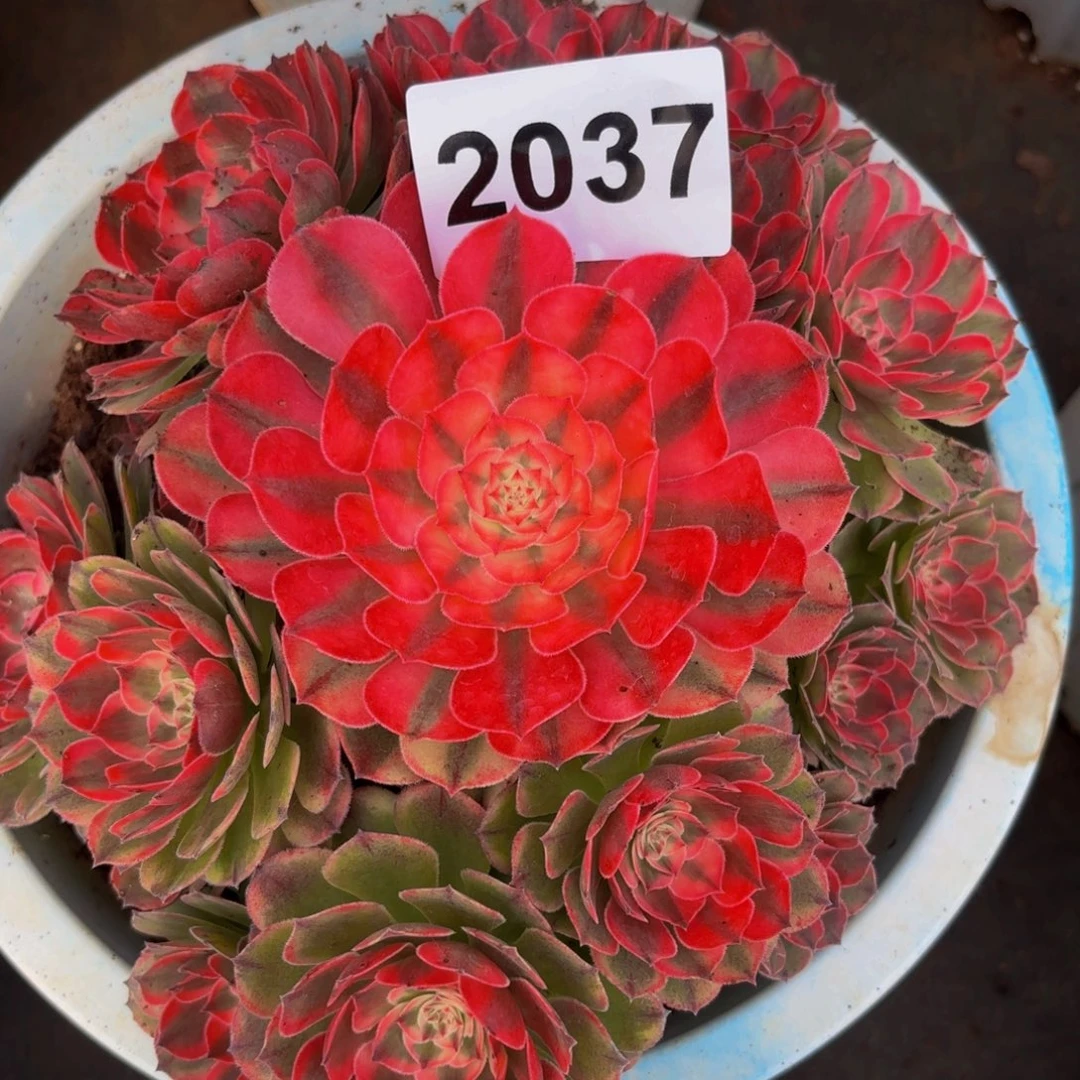 2037多肉植物荔枝法师