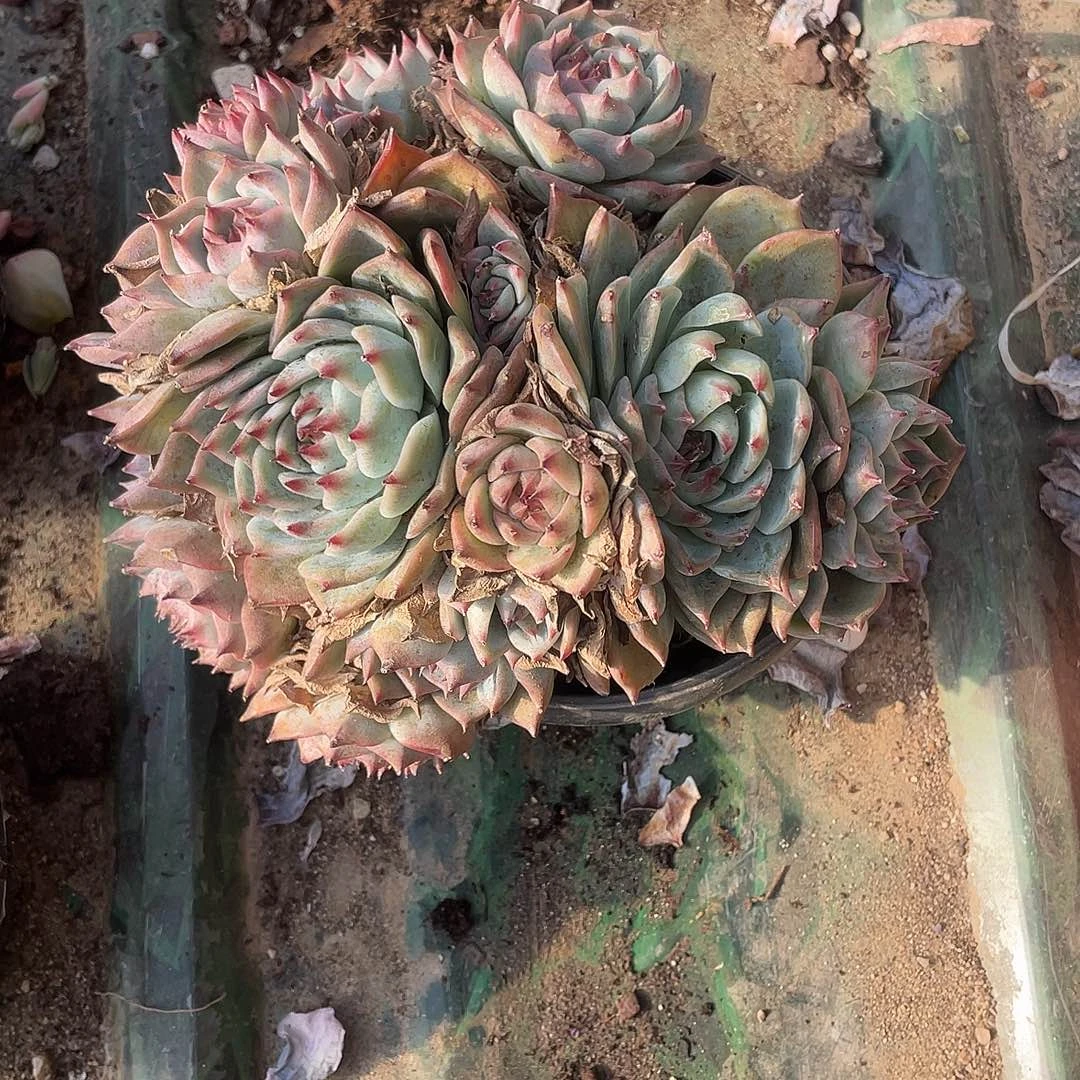 烛***光吉娃娃群生一物一拍