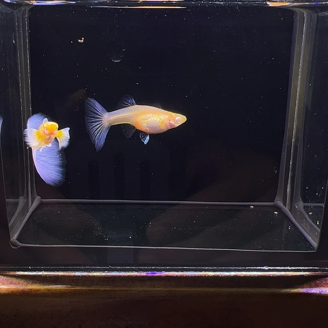 孔雀鱼紫白飞船孔雀鱼