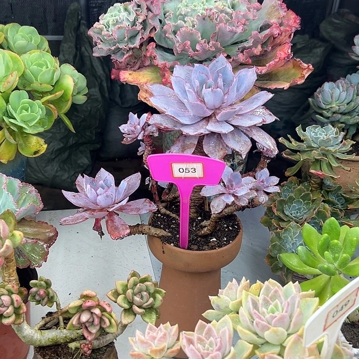 柚****完全开放晚霞多肉植物053