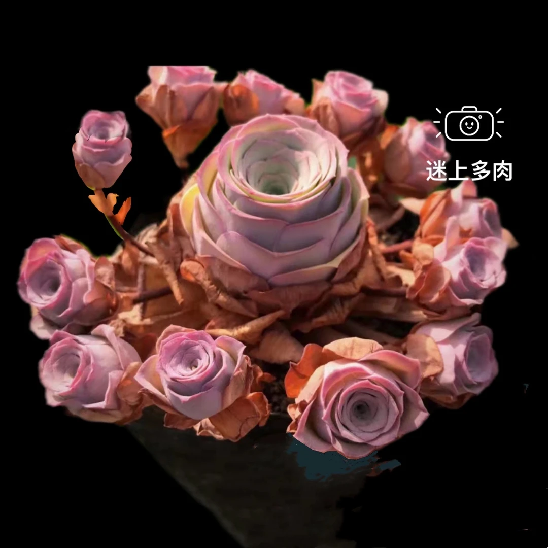 水蜜桃飘枝多头群多肉植物 山地玫瑰多肉老桩玫瑰多肉盆栽粉群生