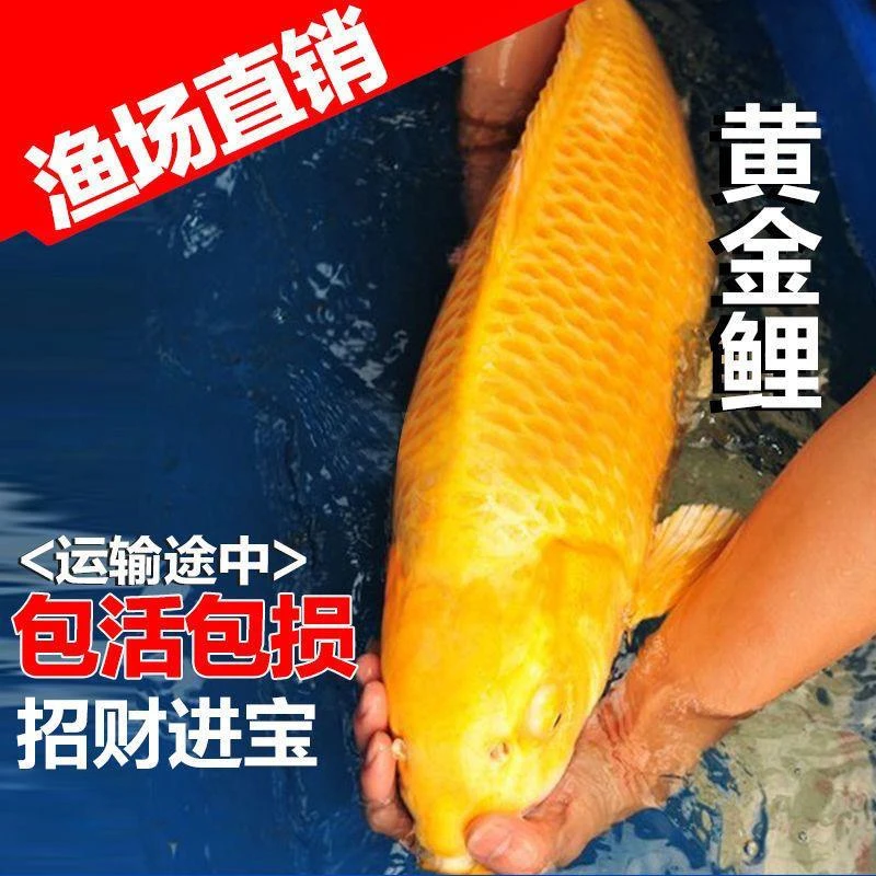 黄锦鲤活体观赏鱼冷水淡水鱼黄鱼长尾短尾黄龙凤锦鲤大型