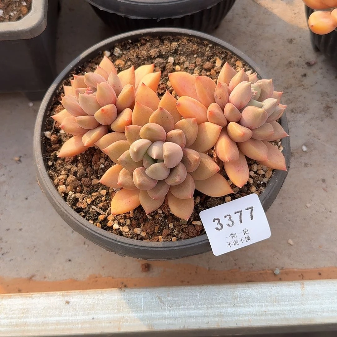 独*3377号红象牙多肉