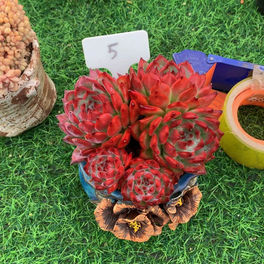 恩***宝带盆读题库植物723737373