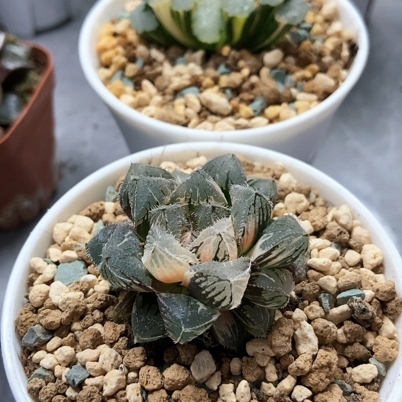 【闪购商品】虞姬粉黛8