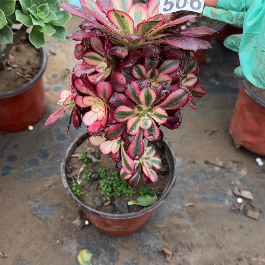 香奶奶506满20包邮断枝不包