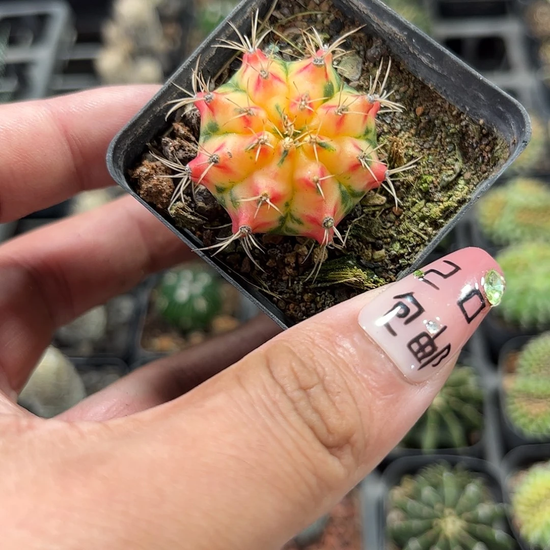 凤凰传奇单头发货单头