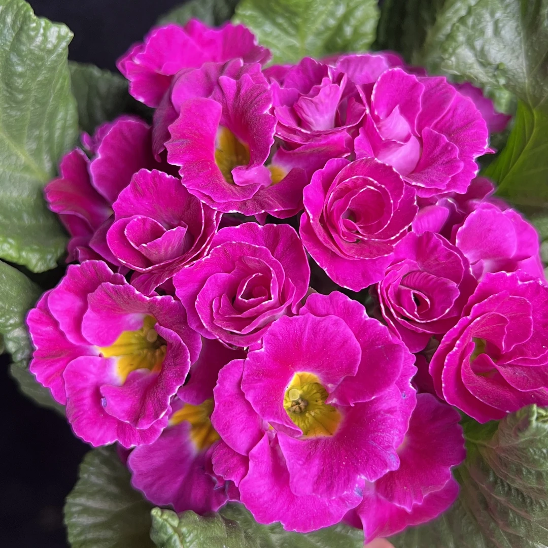 报春花【紫色】盆栽庭院阳台爆花强花卉新手易养护