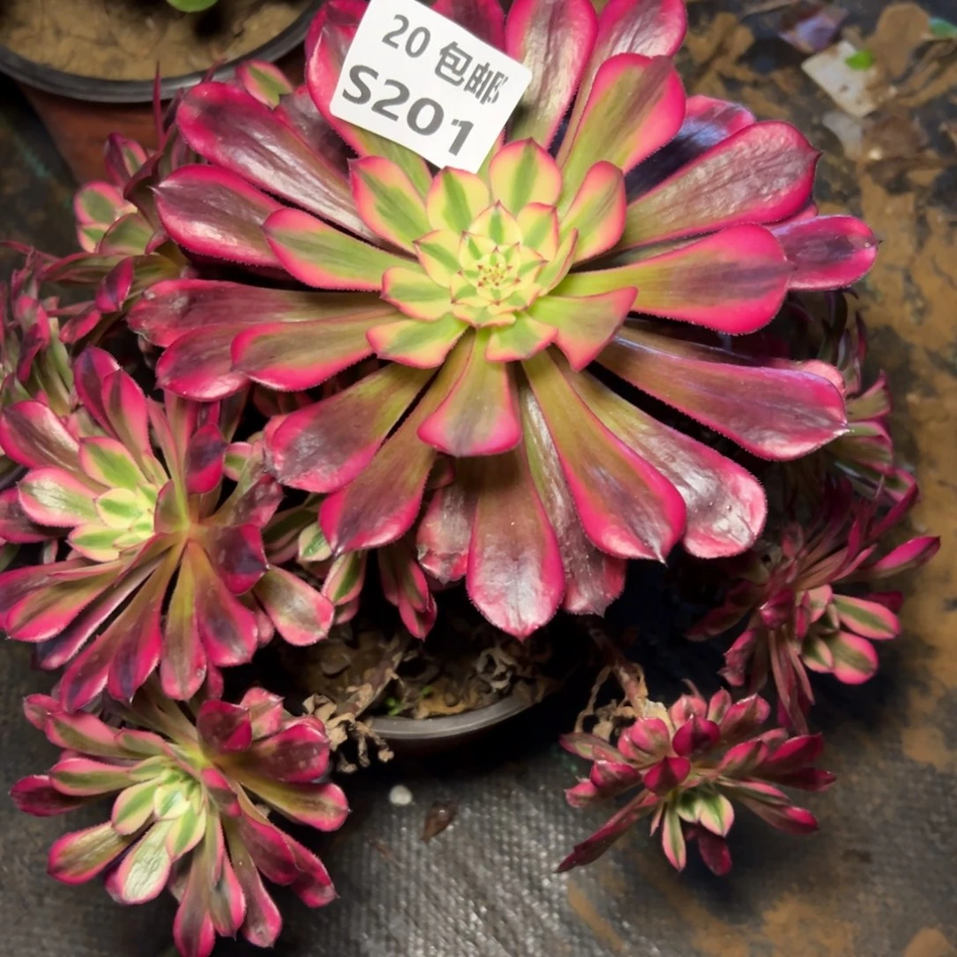 201红铜白，满20包邮嘟叮熊