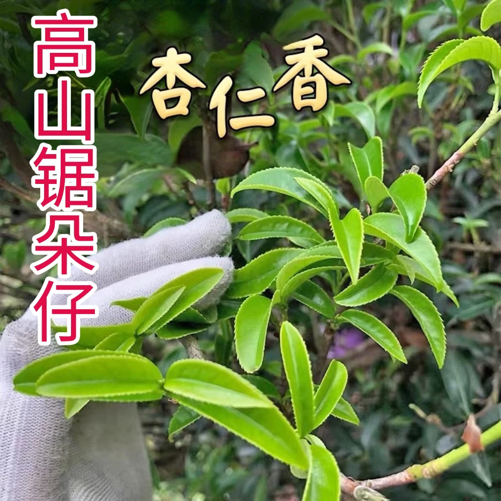 【热销款 高山春锯朵仔】凤凰单丛 杏仁香 果蜜香水甜回甘强耐冲泡