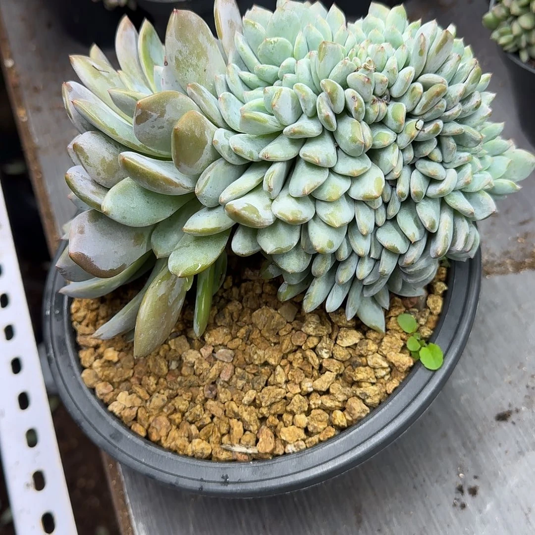 加***贝星影树缀无砍多肉