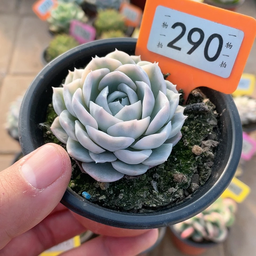 【闪购商品】290号