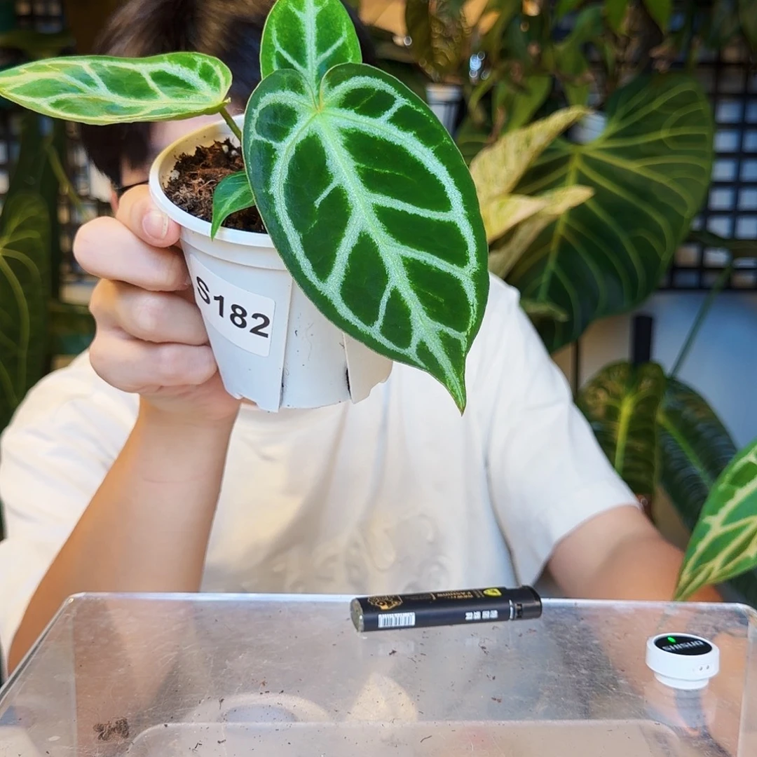 不开花植物S182 银色闪光杂银刷子