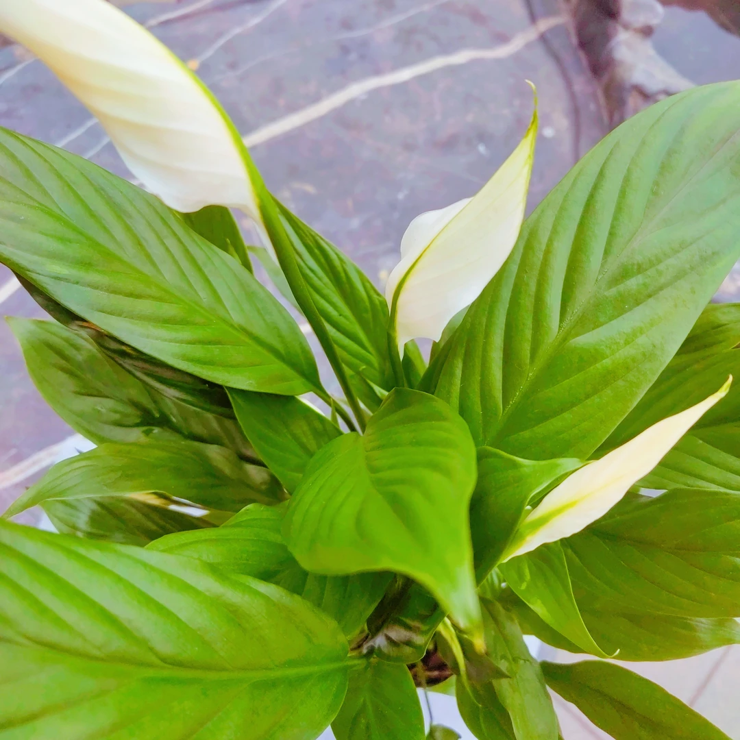 【白掌】一帆风顺好运吉祥室内绿植好养易活客厅办公室桌面美观装饰