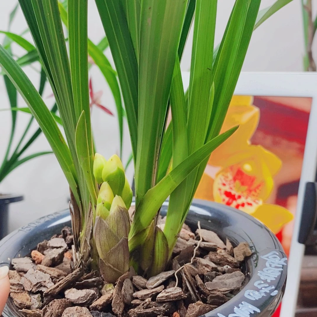 老***道大部分花苞少量开放