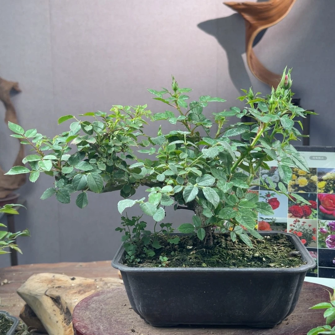 少量花朵（建议范围：2朵-5朵 或40%以下）泥**语