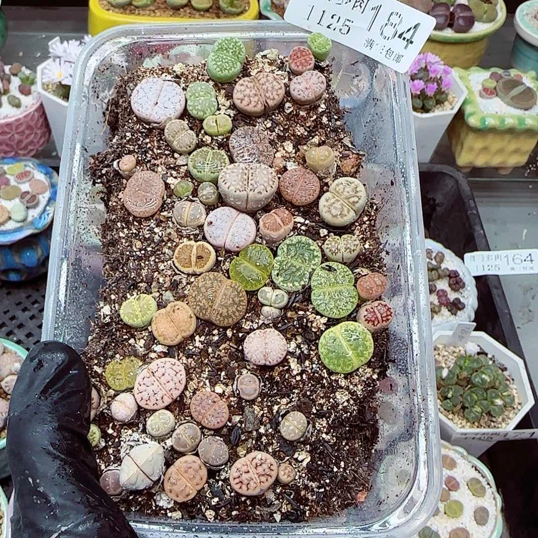 生石花满18包邮1125-184