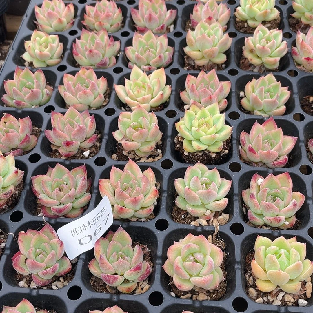 多肉植物多肉植物67