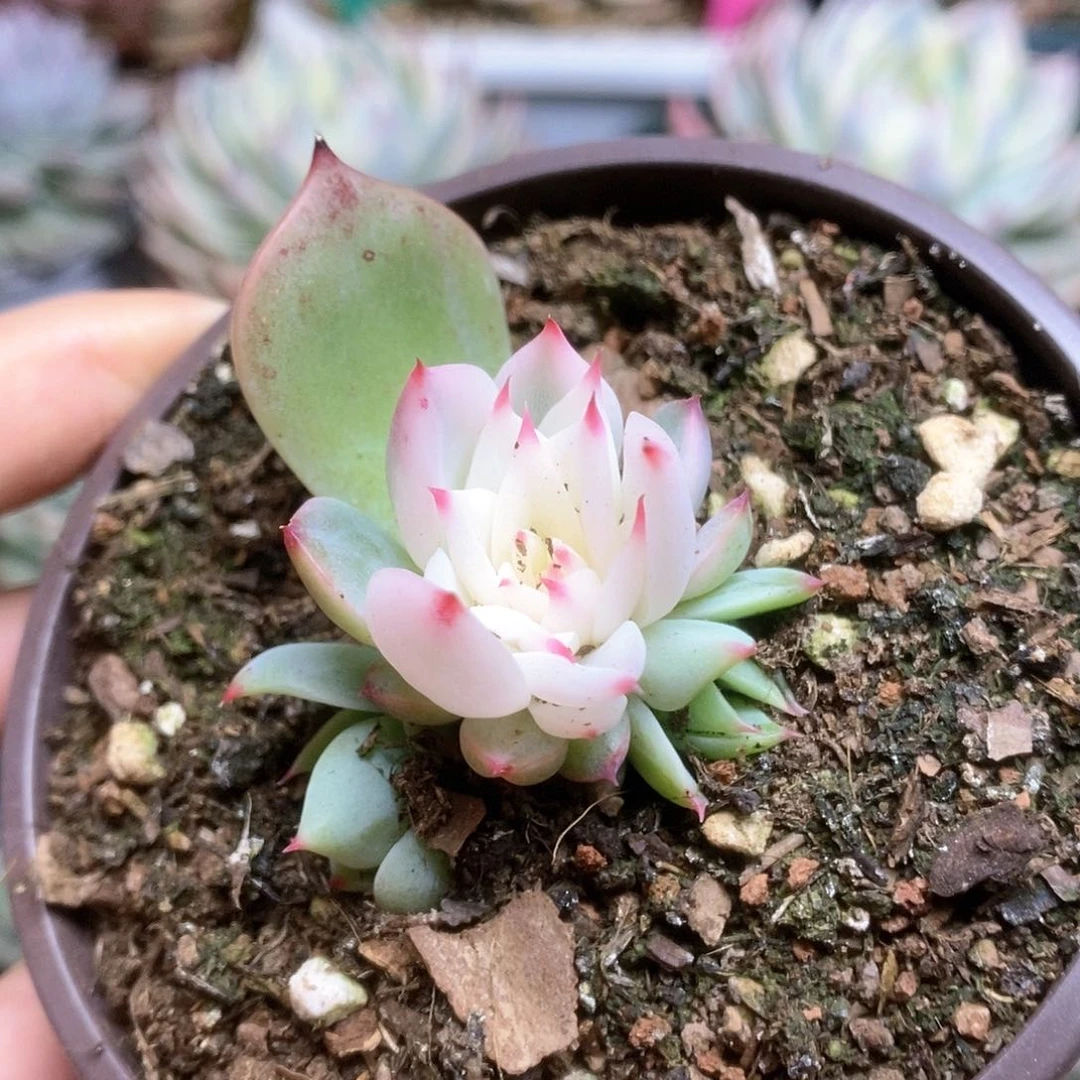 043锦锦锦锦锦锦锦锦锦