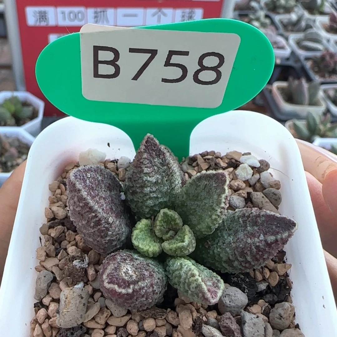 紫电。   758。