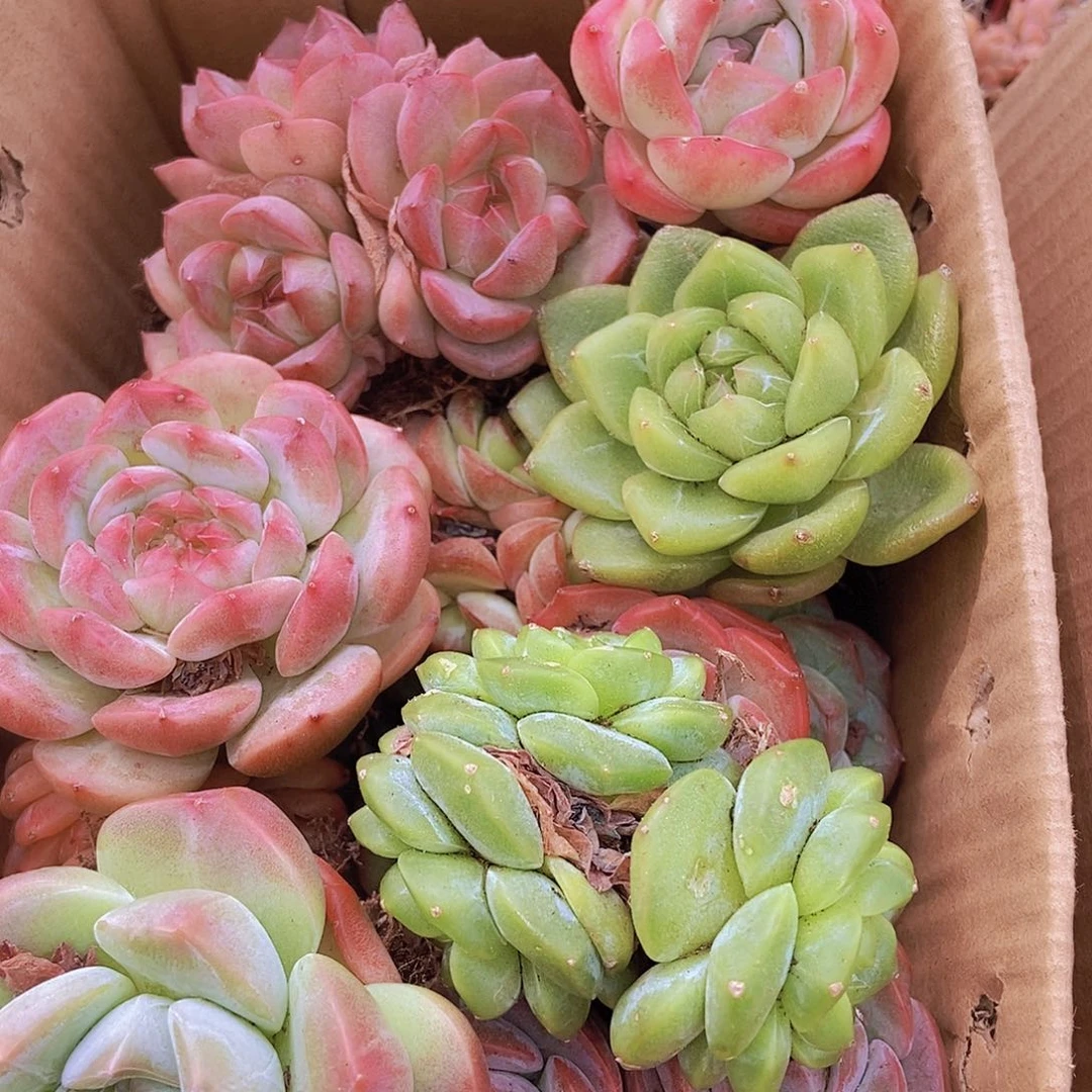 00000000002量拍保底20颗