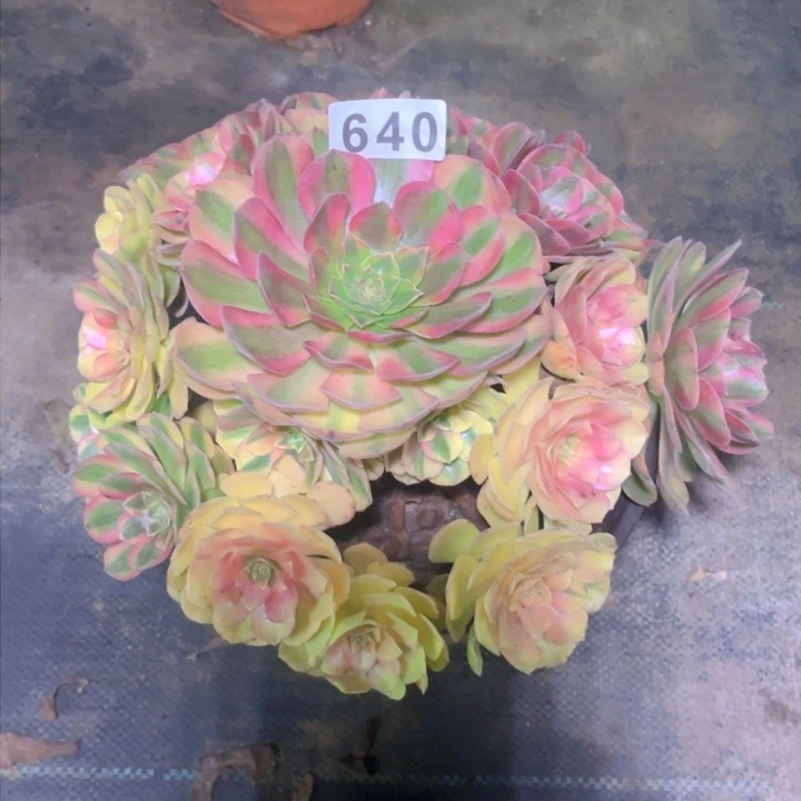 640老庄多肉法师雨荷