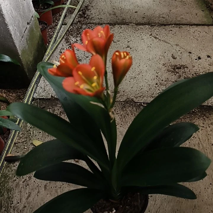 当前无花栽培后可以开花李*