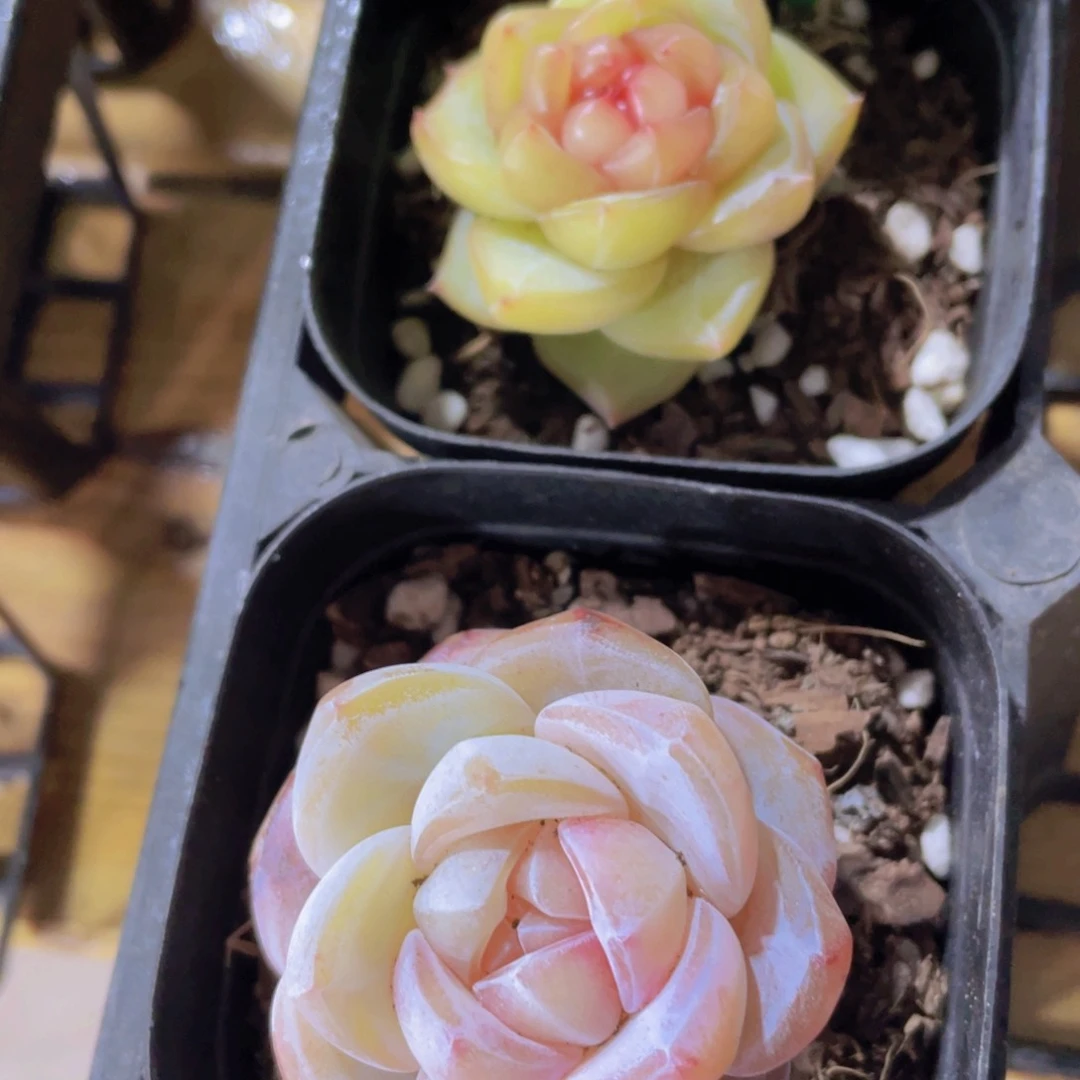 534号 糖心孤品加糖心大白兔