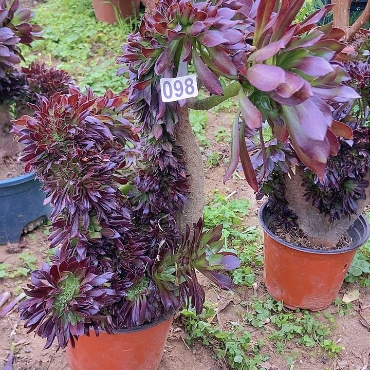 098黑缀化老板子法师缀微瑕疵