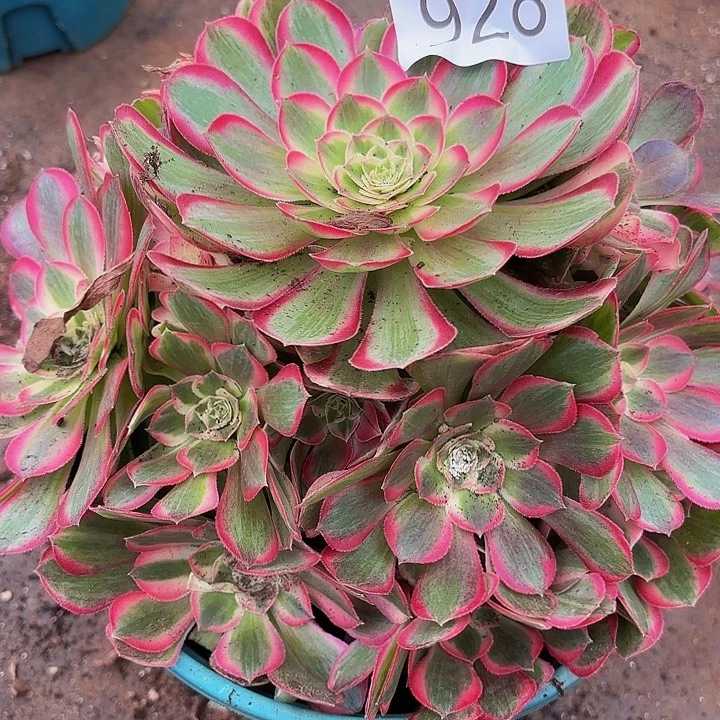 多肉植物福利928个