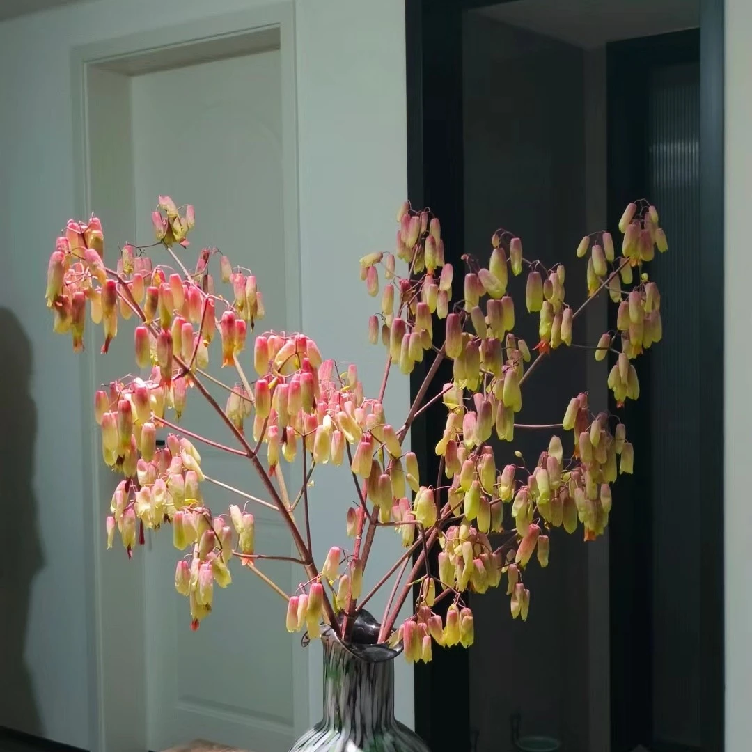 【天灯花】小众高端花材 清新灵动
