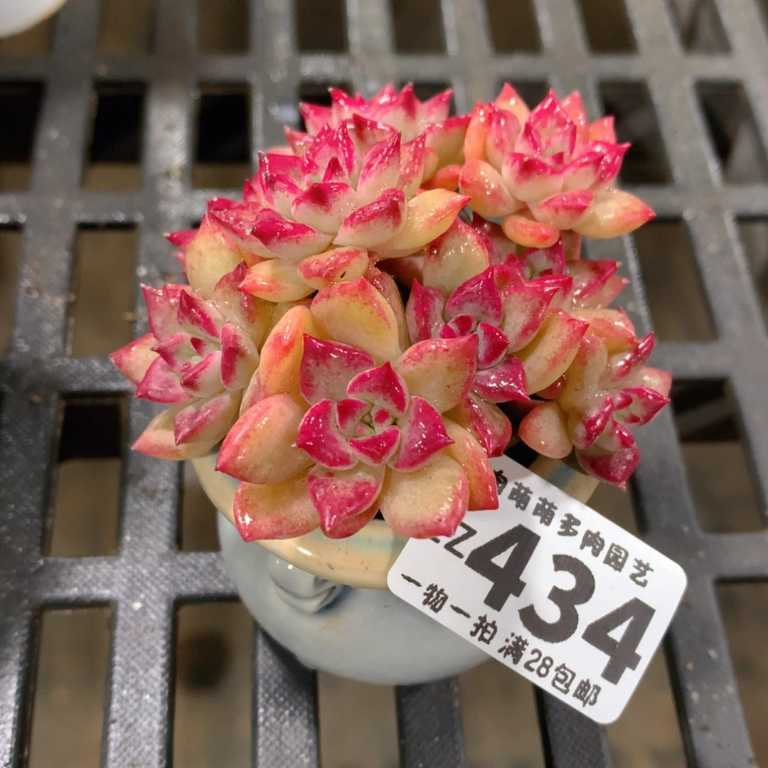 肉萌萌拇指盆精控多肉ZZ434