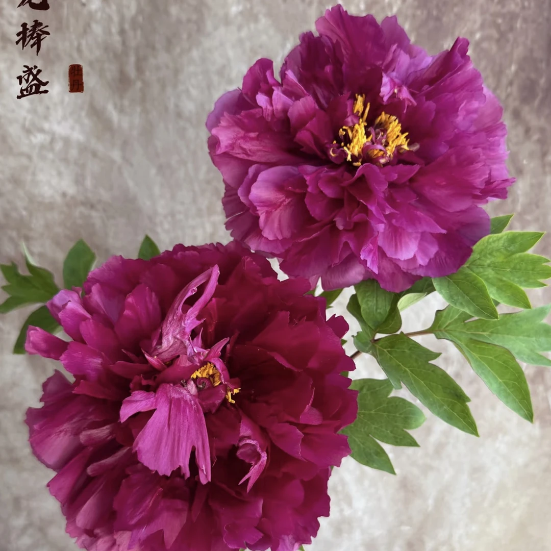 【乌龙捧盛】重瓣大牡丹 紫红色大牡丹苗