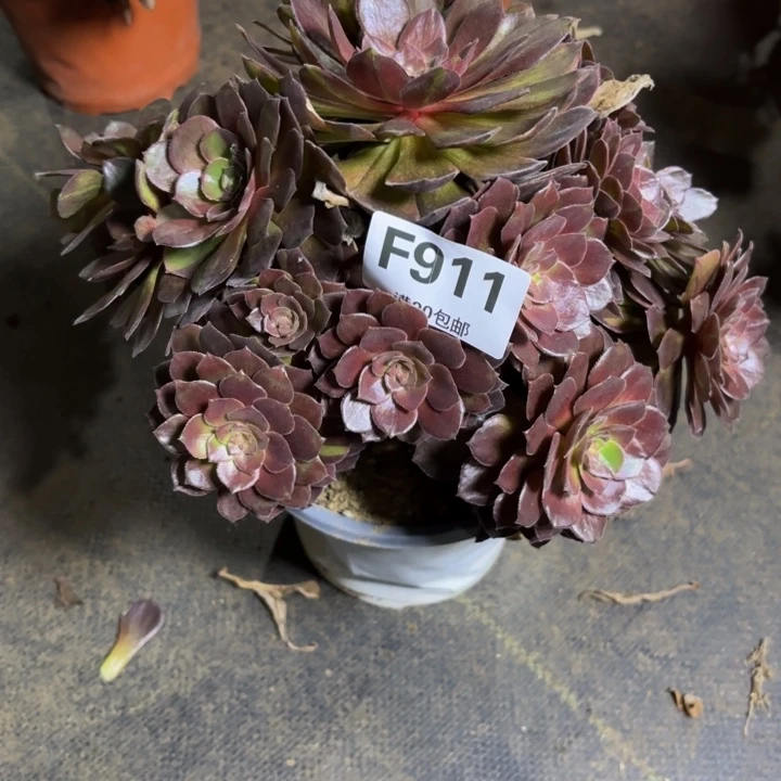 瑞妈，，，。。。911灰姑娘，